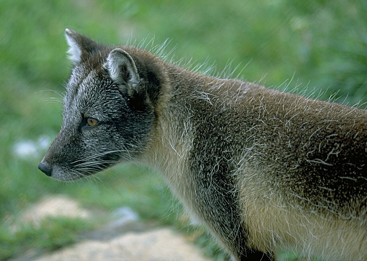 An Arctic fox with a grey-brown summer coat and pale underside at Numedal Zoo.