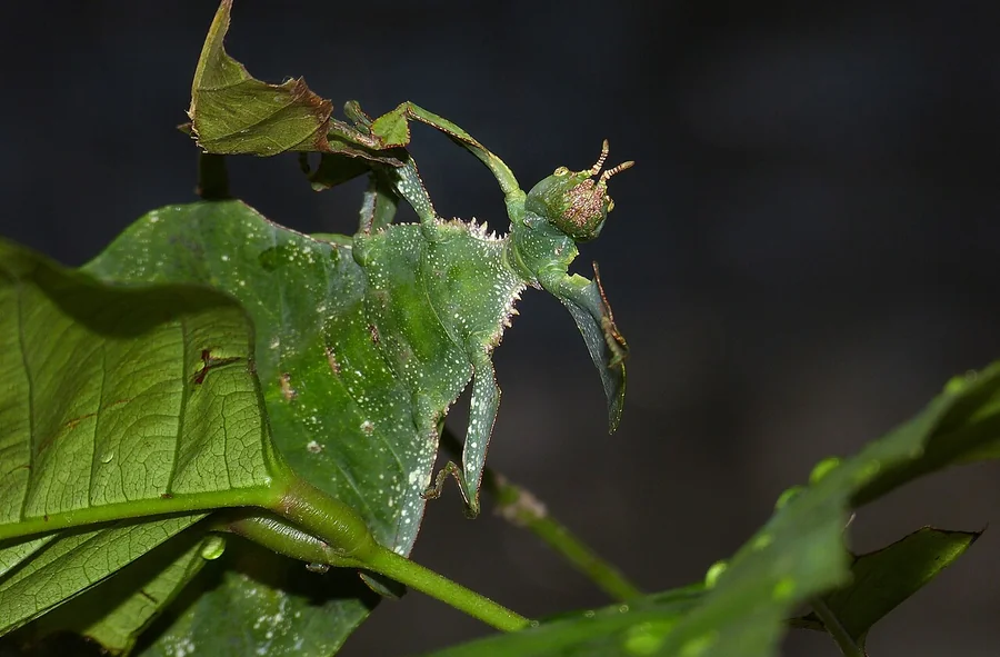 A green giant leaf insect among foliage, with a broad leaf-like body, lobed legs and a small head at the upper right.