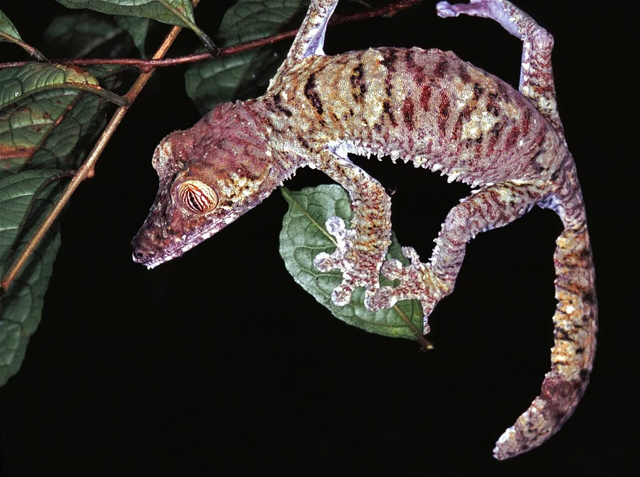 A mottled giant leaf-tailed gecko on thin branches, showing its broad tail and the fringed skin below its jaw and body.