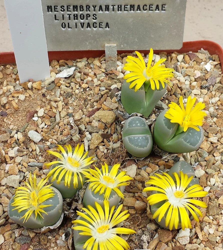 Cultivated Lithops olivacea among gravel, with grey-green paired leaves and bright yellow flowers.