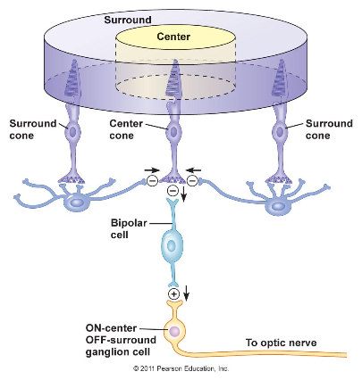 A diagram of a retinal centre-surround receptive field and its connections to bipolar and ganglion cells.