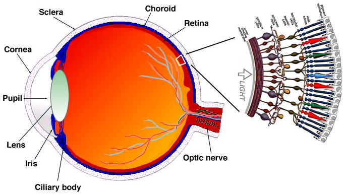 A labelled eye cross-section with a magnified view of retinal cells.